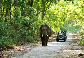 Amazing Jim Corbett <br>Pick up from - Delhi