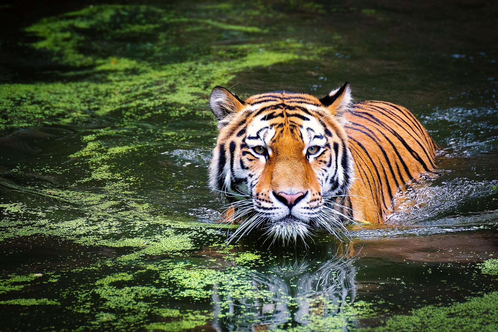 Jim Corbett